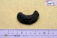 藏品(肢骨)的圖片